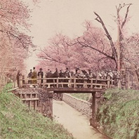 名勝小金井（サクラ）