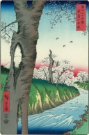 小金井桜 錦絵