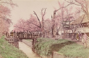 小金井桜 河川