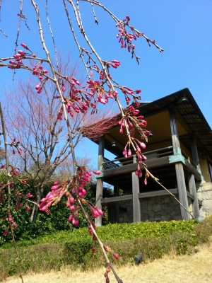枝垂れ桜