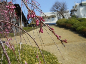 桜