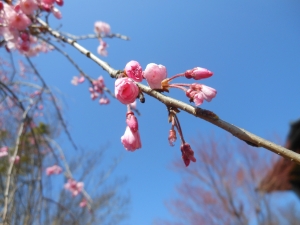桜