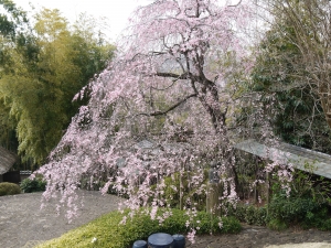 桜