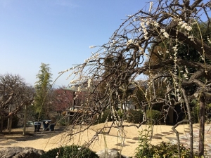 枝垂れ梅