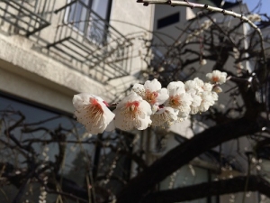 枝垂れ梅2