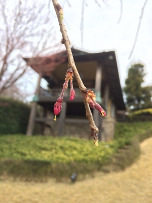 桜