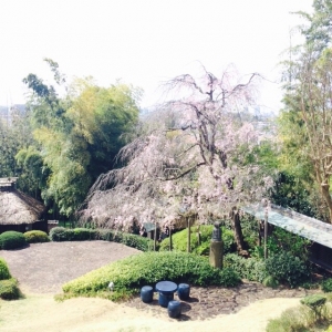 桜